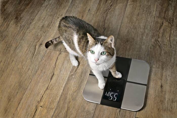 猫が発症すると『治らない病気』5つ　主な原因や症状や飼い主にできることを解説