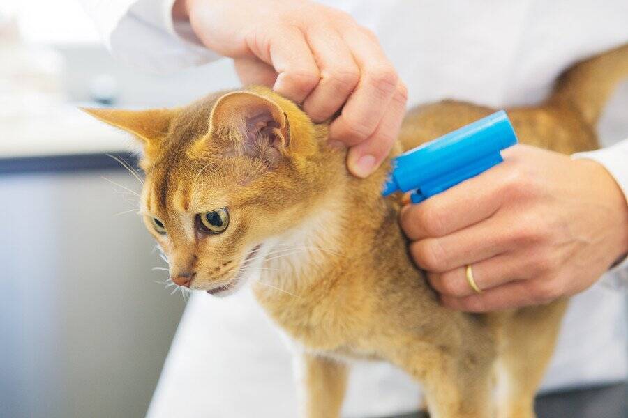 行方不明の愛猫がやっと戻ってきた…その３週間後、もう１匹同じ猫が現れた⁉　飼い主さんの「びっくり体験」にネット民ざわつく