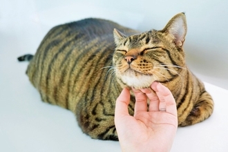 猫が飼い主に感じている『恩義』5つ　愛猫が密かに抱いている感謝の気持ちとは？