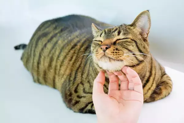 猫が飼い主に感じている『恩義』5つ　愛猫が密かに抱いている感謝の気持ちとは？