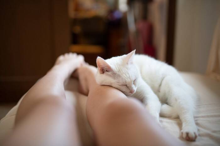 猫が飼い主に感じている『恩義』5つ　愛猫が密かに抱いている感謝の気持ちとは？