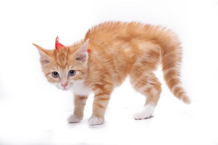 猫が『やんのかステップ』するときとは？考えられる3つの原因　やりやすい猫もいる？