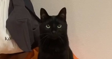 いつのまにか使い方をマスターしている…黒猫が座っていた『椅子』を見たら→まさかの光景に１万いいね「素晴らしいｗｗ」「可愛すぎる」
