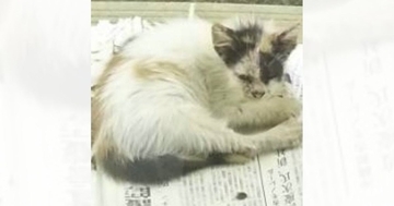 『ボロボロの体で現れた猫』→保護された現在…思わず笑みがこぼれる『ビフォーアフター』に「想像を超えてきた」「主様の愛を感じる」と反響
