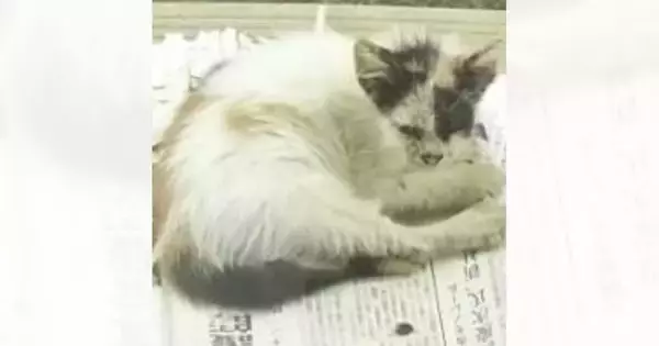 『ボロボロの体で現れた猫』→保護された現在…思わず笑みがこぼれる『ビフォーアフター』に「想像を超えてきた」「主様の愛を感じる」と反響
