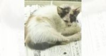 『ボロボロの体で現れた猫』→保護された現在…思わず笑みがこぼれる『ビフォーアフター』に「想像を超えてきた」「主様の愛を感じる」と反響