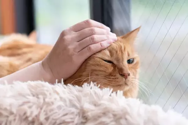 猫が『たまらなく嬉しい』と感じているときのサイン5つ　喜んでくれる理由から飼い主の応え方まで