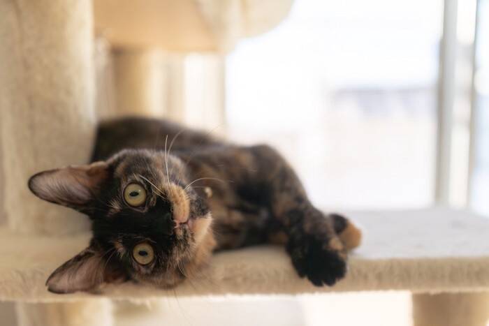 猫が『たまらなく嬉しい』と感じているときのサイン5つ　喜んでくれる理由から飼い主の応え方まで