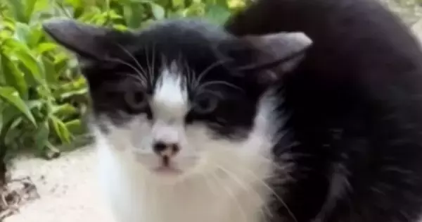 庭に遊びに来ていた『険しい顔つきの子猫』→保護された結果…1か月後の『劇的な変化』に感動の声「表情が全然違う」「愛されてる顔してる」