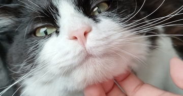 猫のアゴをなでなでしていたら、『表情が変化』して…予想もしていなかった『衝撃の光景』に爆笑する人が続出「おもしろ可愛いｗ」「至福ｗｗ」