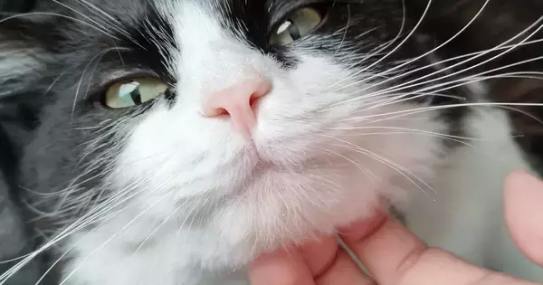 猫のアゴをなでなでしていたら、『表情が変化』して…予想もしていなかった『衝撃の光景』に爆笑する人が続出「おもしろ可愛いｗ」「至福ｗｗ」