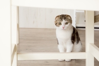 同じ猫でもこんなに違う？『長毛＆短毛が存在する猫種』4選　個性あふれる特徴もご紹介