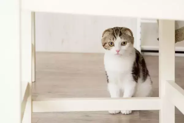 同じ猫でもこんなに違う？『長毛＆短毛が存在する猫種』4選　個性あふれる特徴もご紹介