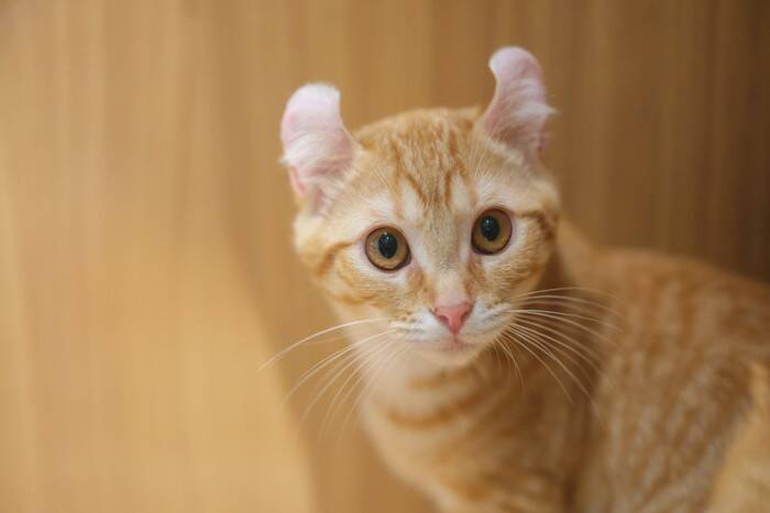 同じ猫でもこんなに違う？『長毛＆短毛が存在する猫種』4選　個性あふれる特徴もご紹介