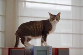 猫を『追いかけると逃げていく』理由3つ　怖がられているの？適切な接し方まで