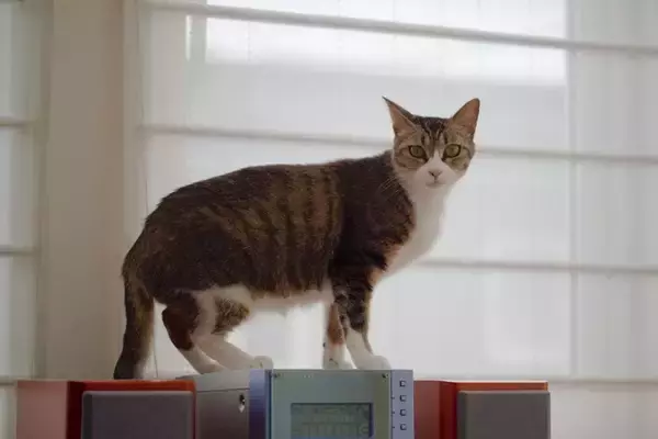 猫を『追いかけると逃げていく』理由3つ　怖がられているの？適切な接し方まで