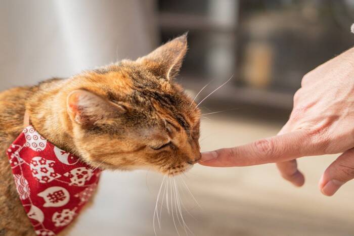 猫を『追いかけると逃げていく』理由3つ　怖がられているの？適切な接し方まで