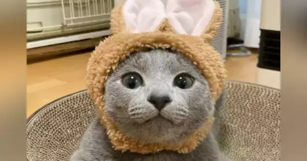 うさぎの被り物をつける『キュートな子猫』→成長した結果…１年後の『衝撃の変化』に「１年違うだけだよね？」「貫禄半端ないｗ」と驚愕