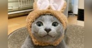 うさぎの被り物をつける『キュートな子猫』→成長した結果…１年後の『衝撃の変化』に「１年違うだけだよね？」「貫禄半端ないｗ」と驚愕