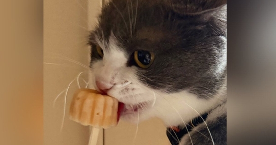 棒付きのおやつを猫にあげていると…まるで人間のような『驚きの食べ方』に「流行りのAI生成かと思ったｗ」「中に人入ってそう」と話題