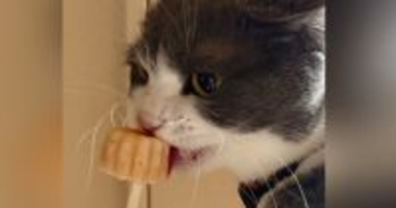 棒付きのおやつを猫にあげていると…まるで人間のような『驚きの食べ方』に「流行りのAI生成かと思ったｗ」「中に人入ってそう」と話題