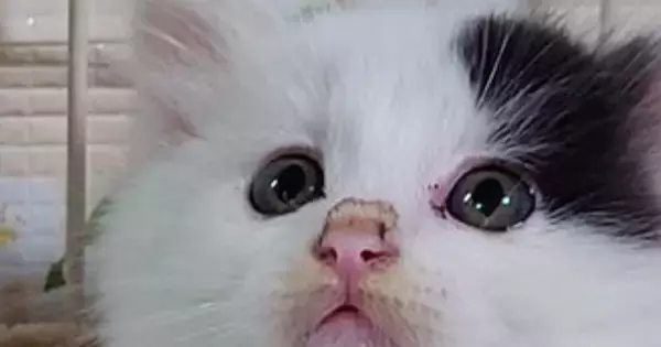 子猫を保護して数日→『ハンモックの上』を見たら…予想外すぎる光景に「中の人疑いたくなるｗ」「大物の予感ｗ」と1万9000いいね