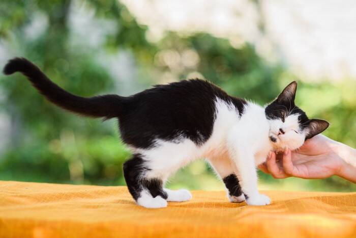 猫は『家族や自分の名前』を聞き分けられるの？　意外な研究結果や理解してもらうコツをご紹介