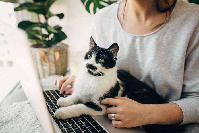猫は『家族や自分の名前』を聞き分けられるの？　意外な研究結果や理解してもらうコツをご紹介