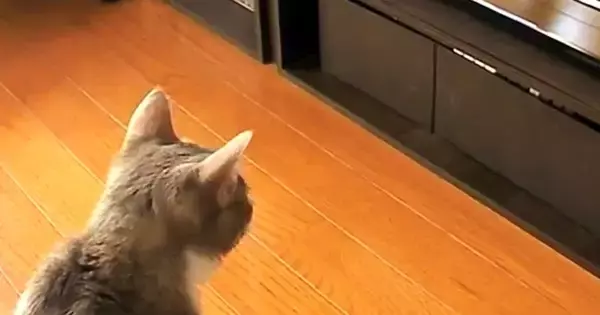 DVDレコーダーを見つめる猫→突然『ディスクトレイ』が出てきた結果…ほっこりする光景が23万再生「とても和んだｗ」「かわいすぎる」