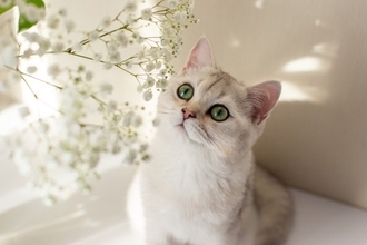 猫がかすみ草を食べちゃった！中毒症状はある？食べていい草・ダメな草の境界線【獣医師執筆】