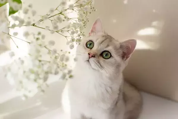 猫がかすみ草を食べちゃった！中毒症状はある？食べていい草・ダメな草の境界線【獣医師執筆】