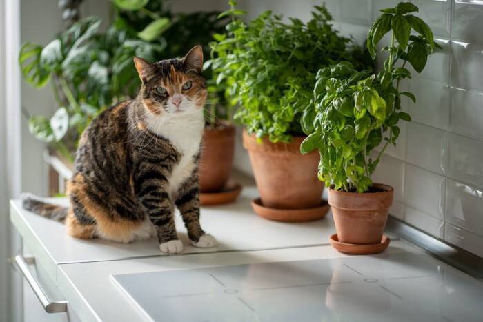 猫がかすみ草を食べちゃった！中毒症状はある？食べていい草・ダメな草の境界線【獣医師執筆】
