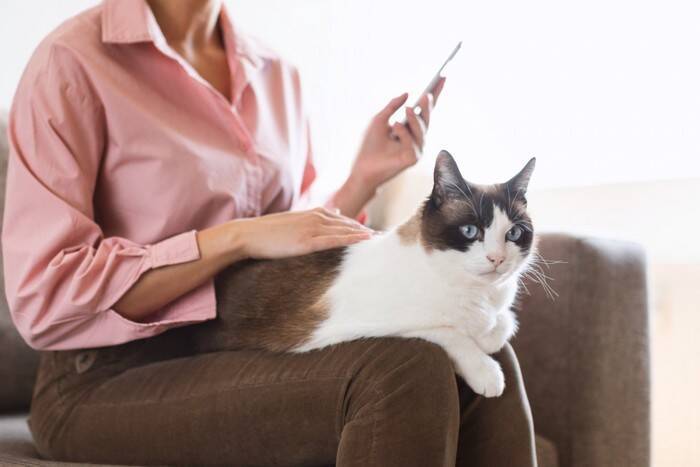猫がかすみ草を食べちゃった！中毒症状はある？食べていい草・ダメな草の境界線【獣医師執筆】