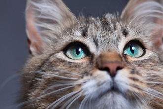 猫が『危険を察している』ときに表れるサイン4つ　見られがちな場面や落ち着かせる方法まで