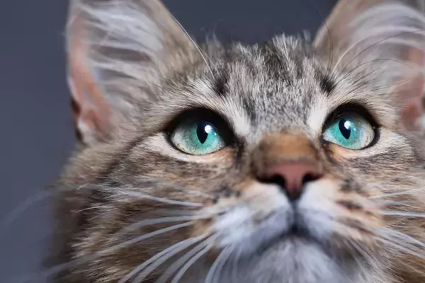 猫が『危険を察している』ときに表れるサイン4つ　見られがちな場面や落ち着かせる方法まで
