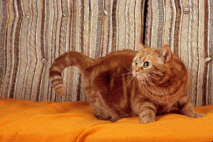 猫が『危険を察している』ときに表れるサイン4つ　見られがちな場面や落ち着かせる方法まで