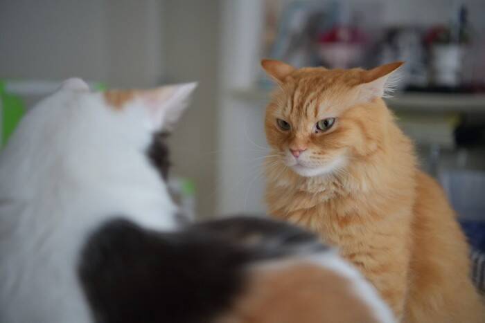 猫が『危険を察している』ときに表れるサイン4つ　見られがちな場面や落ち着かせる方法まで