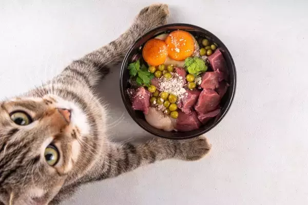 愛猫の『食性』を理解するための5つのポイント　猫にとっての理想のご飯や健康的な食生活を送るコツ