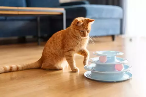 猫が遊びたがる『ボール』の特徴3選　夢中になるワケや遊び方のポイントまでご紹介