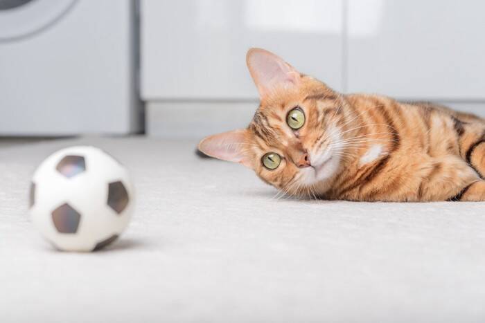 猫が遊びたがる『ボール』の特徴3選　夢中になるワケや遊び方のポイントまでご紹介