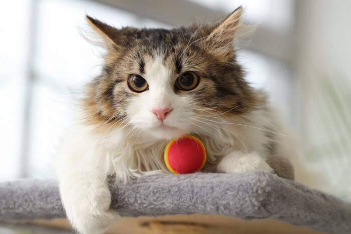 猫が遊びたがる『ボール』の特徴3選　夢中になるワケや遊び方のポイントまでご紹介