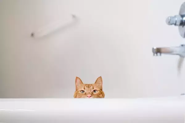 猫があなたの『お風呂』を見にくる理由3選　気になる心理から注意すべきトラブルまで