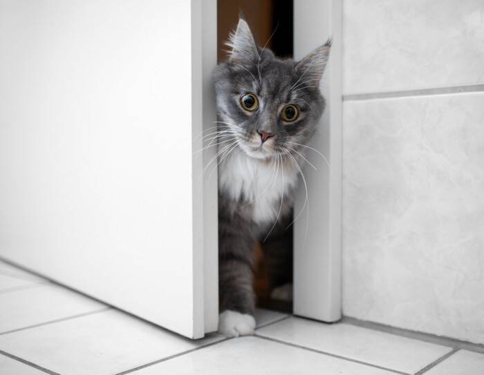 猫があなたの『お風呂』を見にくる理由3選　気になる心理から注意すべきトラブルまで