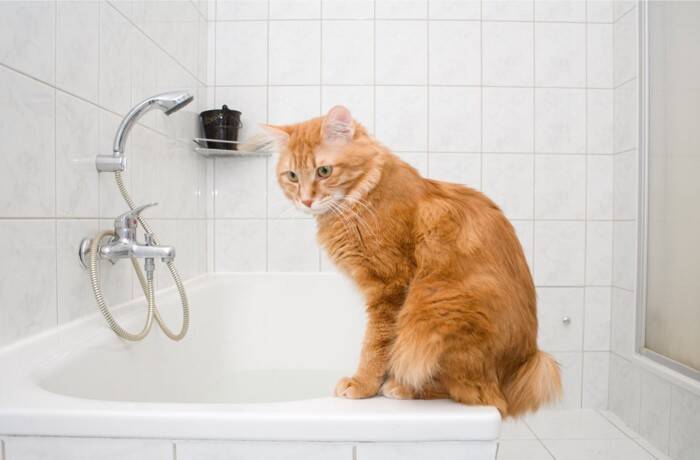 猫があなたの『お風呂』を見にくる理由3選　気になる心理から注意すべきトラブルまで