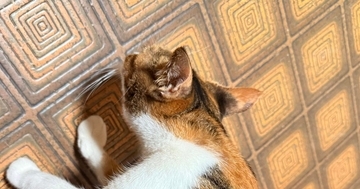 三毛猫の肩のあたりをよーく見たら…「声出たｗｗ」まさかの光景に「すごい！よく見つけたね」「縁起が良いにゃ〜」と10万表示