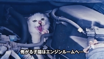 足をケガした子猫が『エンジンルームの中』に……『救出の様子』に涙が止まらないと11万再生「涙があふれた」「本当に感動した」の声