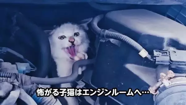 足をケガした子猫が『エンジンルームの中』に……『救出の様子』に涙が止まらないと11万再生「涙があふれた」「本当に感動した」の声