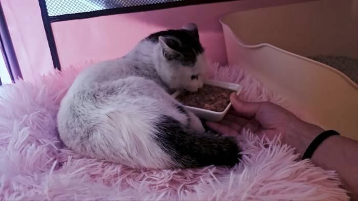 足をケガした子猫が『エンジンルームの中』に……『救出の様子』に涙が止まらないと11万再生「涙があふれた」「本当に感動した」の声