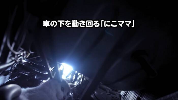 足をケガした子猫が『エンジンルームの中』に……『救出の様子』に涙が止まらないと11万再生「涙があふれた」「本当に感動した」の声