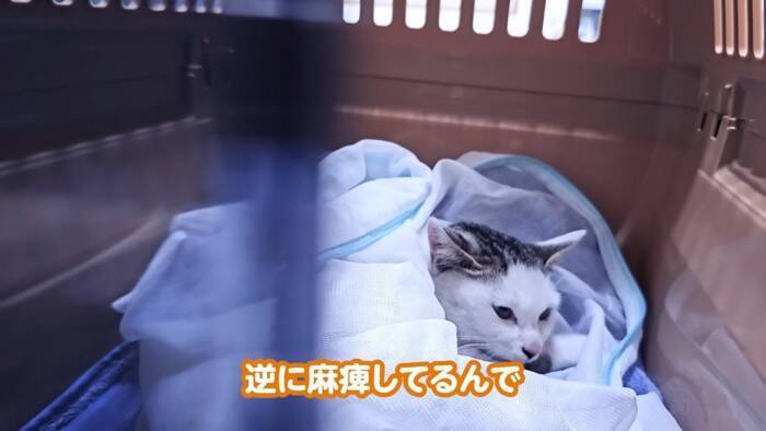 足をケガした子猫が『エンジンルームの中』に……『救出の様子』に涙が止まらないと11万再生「涙があふれた」「本当に感動した」の声